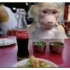 Macaco 10