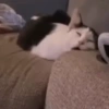 Gatos 22