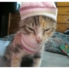 Meong  19