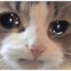 🌈🐈‍⬛✨️Gatos Funny Mood✨️🐈🌈 6