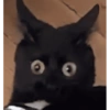 🌈🐈‍⬛✨️Gatos Funny Mood✨️🐈🌈 13