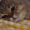 Gatos 29