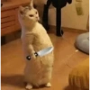 Reações dos animais 😂 13