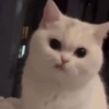 Gatos 12