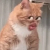 Кот с Большими Губами