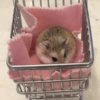 HAMSTER 28