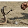Cute snake 16