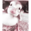 Animales 6