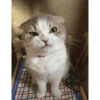 Раздраженный Котенок