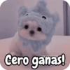 Reacciones Perritos coquetos 🐶 7