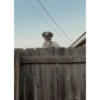 Собака на Заборе