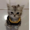 MEMES GATITOS 19 6