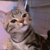 Meong  17