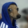 Top Animais engraçados 🤣 10