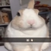 Animais  7