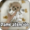 Reacciones Perritos coquetos 🐶 6