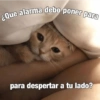 ¿Que alarma debo poner para @animalitosdegoofy para despertar a tu lado?