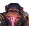 MONKEYS 11