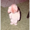 Meong  9