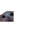 Mini gatitos 🥺😻 7