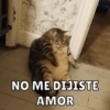 Michis Para Ti pt.5🐱❤️ 6