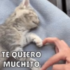 Michis Para Ti pt.12🐱❤️ 17