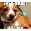 Animais 22