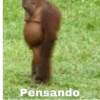 Meemes de animalitos 🥵✨ 12