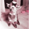 Animales 24