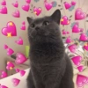 Cat heart memes 6