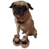 PUGS DOGS 5