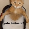 Gatos Cura depresión 😽💕 13