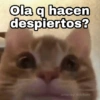 ✨Gatitos con frases😺✨1 14