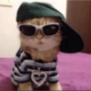 MEMES GATITOS 18😍 6