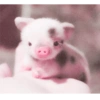 Animales 26