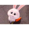 Coelhinho pets 17