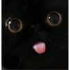 Gatos Cura depresión 😽💕 12