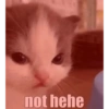 not hehe