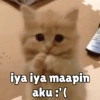 Kucing unyu💕 13
