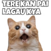 Cats Meme 10