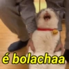 é bolachaa