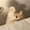 Meong  14