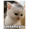Kucing unyu💕 15