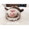 Teamo 19