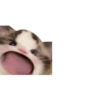 Mini gatitos 🥺😻 8