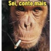 MONKEYS 13