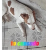 Cansado