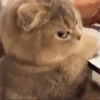 Meong  20