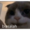Kucing lucu 17