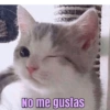 Memes Michis ✨😻 10